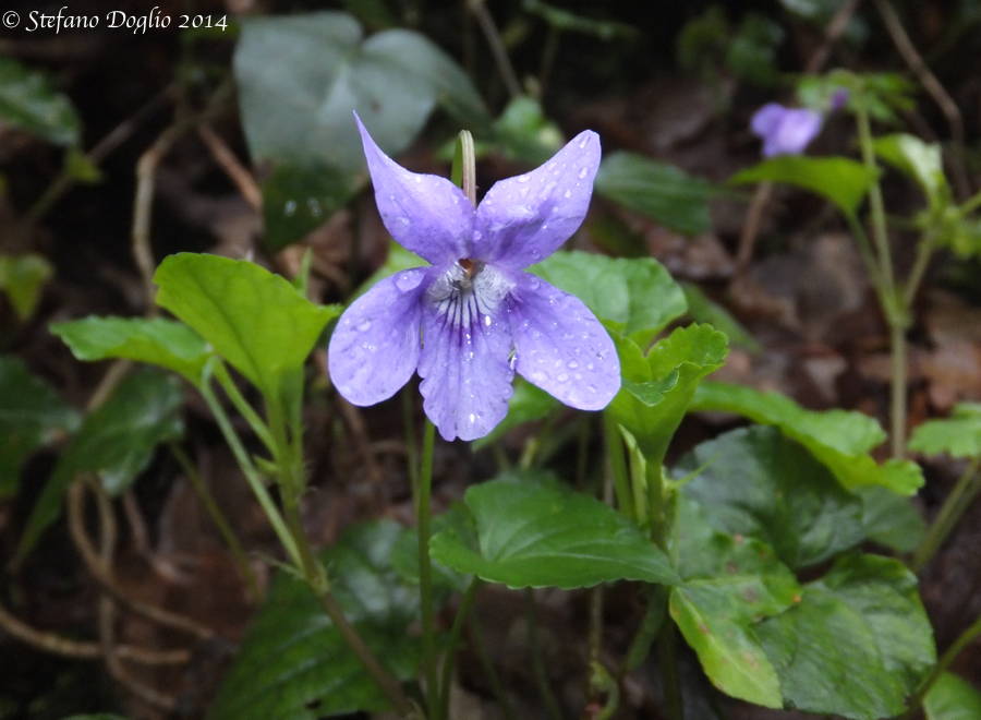 Viola reichenbachiana / Viola silvestre